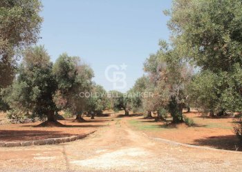 Foto 29 - Terreno agricolo c.da Gaeta Piccolo
 
sn, San Vito dei Normanni - foto 29