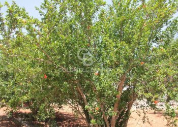 Foto 31 - Terreno agricolo c.da Gaeta Piccolo
 
sn, San Vito dei Normanni - foto 31