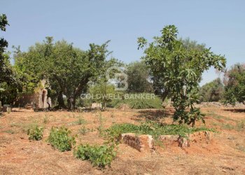 Foto 32 - Terreno agricolo c.da Gaeta Piccolo
 
sn, San Vito dei Normanni - foto 32