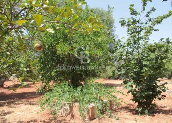 Foto 33 - Terreno agricolo c.da Gaeta Piccolo
 
sn, San Vito dei Normanni - foto 33