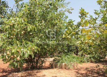 Foto 35 - Terreno agricolo c.da Gaeta Piccolo
 
sn, San Vito dei Normanni - foto 35