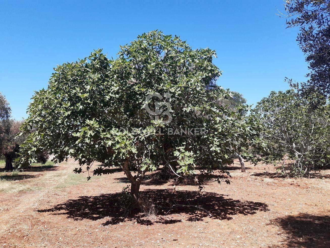 Foto 2 - Agricultural land Contrada Gaeta
 
sn, San Vito dei Normanni - photo 2