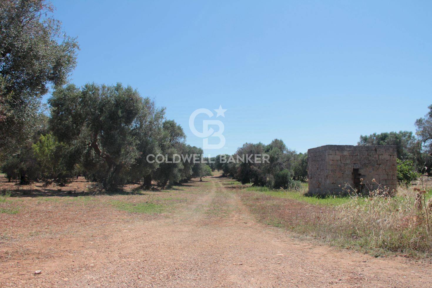 Foto 3 - Agricultural land Contrada Gaeta
 
sn, San Vito dei Normanni - photo 3