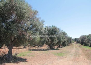 Foto 1 - Terreno agricolo Contrada Gaeta
 
sn, San Vito dei Normanni - foto 1