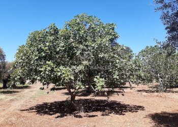 Foto 2 - Terreno agricolo Contrada Gaeta
 
sn, San Vito dei Normanni - foto 2
