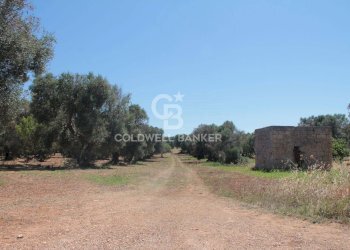 Foto 3 - Terreno agricolo Contrada Gaeta
 
sn, San Vito dei Normanni - foto 3