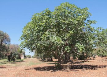 Foto 4 - Terreno agricolo Contrada Gaeta
 
sn, San Vito dei Normanni - foto 4
