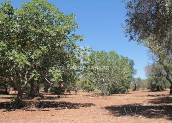 Foto 5 - Terreno agricolo Contrada Gaeta
 
sn, San Vito dei Normanni - foto 5