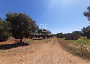 Foto 6 - Terreno agricolo Contrada Gaeta
 
sn, San Vito dei Normanni - foto 6