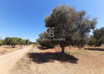 Foto 7 - Terreno agricolo Contrada Gaeta
 
sn, San Vito dei Normanni - foto 7