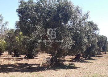 Foto 8 - Terreno agricolo Contrada Gaeta
 
sn, San Vito dei Normanni - foto 8