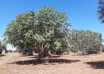 Foto 9 - Terreno agricolo Contrada Gaeta
 
sn, San Vito dei Normanni - foto 9