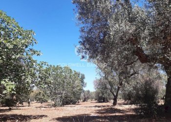 Foto 11 - Terreno agricolo Contrada Gaeta
 
sn, San Vito dei Normanni - foto 11