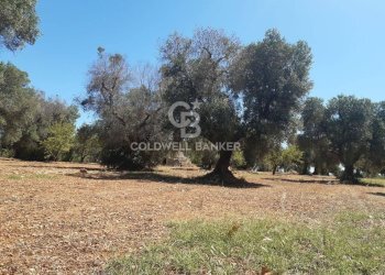 Foto 12 - Terreno agricolo Contrada Gaeta
 
sn, San Vito dei Normanni - foto 12