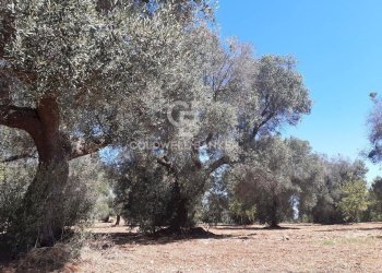 Foto 13 - Terreno agricolo Contrada Gaeta
 
sn, San Vito dei Normanni - foto 13