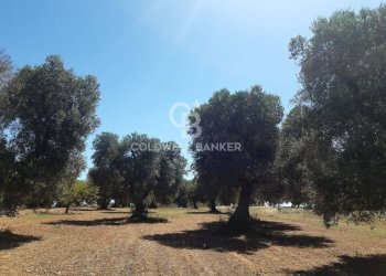 Foto 14 - Terreno agricolo Contrada Gaeta
 
sn, San Vito dei Normanni - foto 14