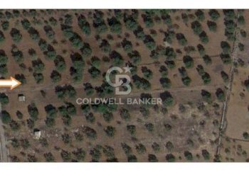 Foto 15 - Terreno agricolo Contrada Gaeta
 
sn, San Vito dei Normanni - foto 15