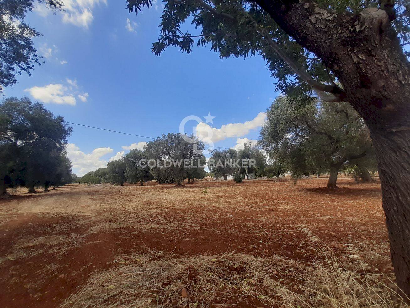 Foto 2 - Terreno agricolo Contrada Signoranna, San Vito dei Normanni - foto 2