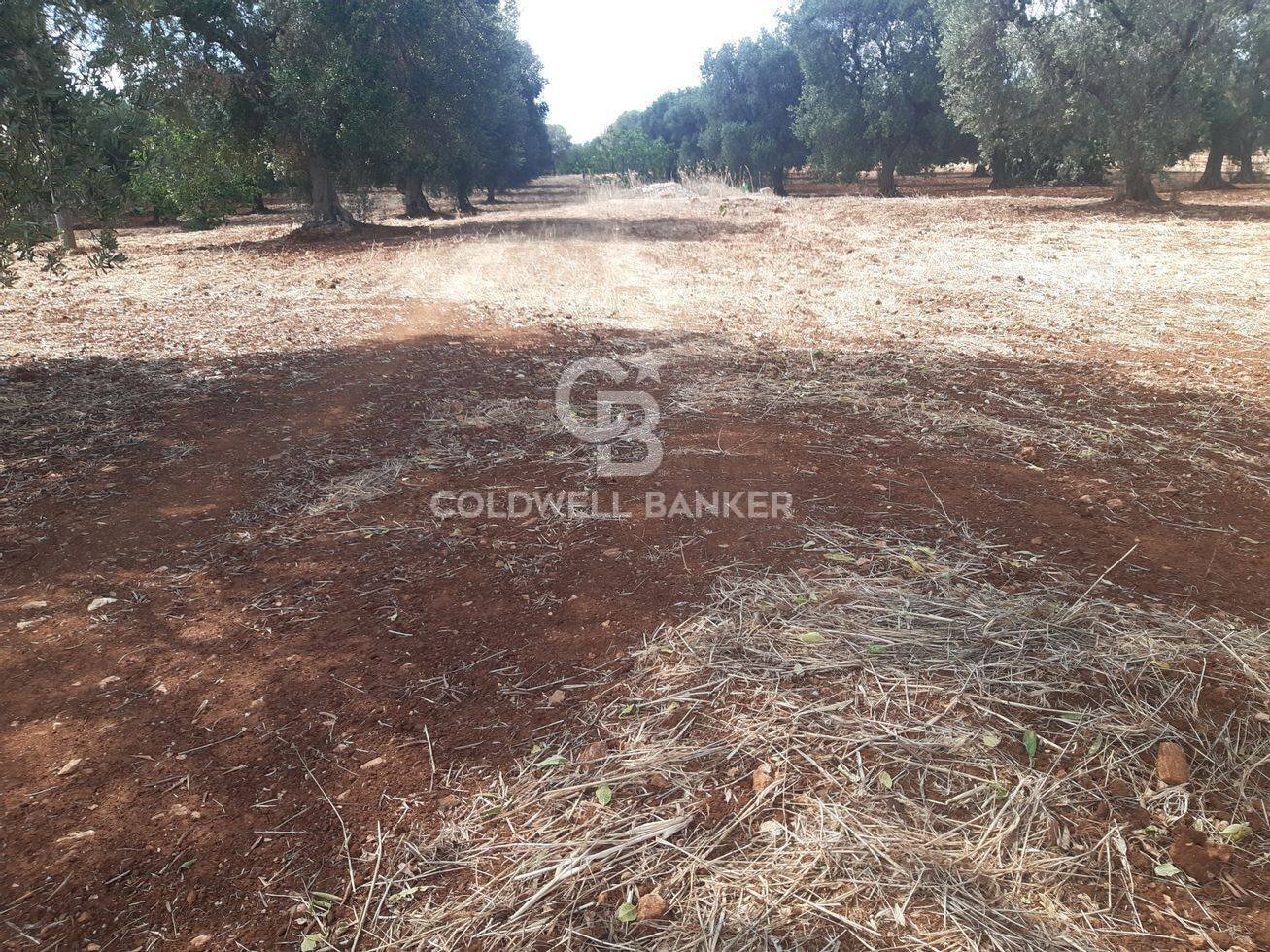 Foto 3 - Terreno agricolo Contrada Signoranna, San Vito dei Normanni - foto 3