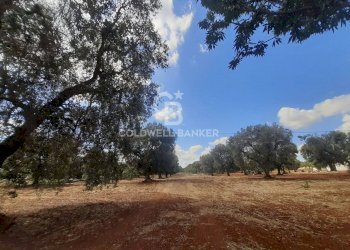 Foto 1 - Terreno agricolo Contrada Signoranna, San Vito dei Normanni - foto 1