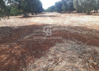 Foto 3 - Terreno agricolo Contrada Signoranna, San Vito dei Normanni - foto 3