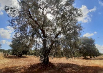 Foto 4 - Terreno agricolo Contrada Signoranna, San Vito dei Normanni - foto 4