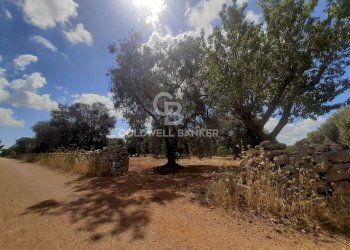 Foto 6 - Terreno agricolo Contrada Signoranna, San Vito dei Normanni - foto 6