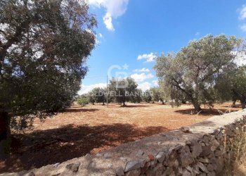 Foto 8 - Terreno agricolo Contrada Signoranna, San Vito dei Normanni - foto 8