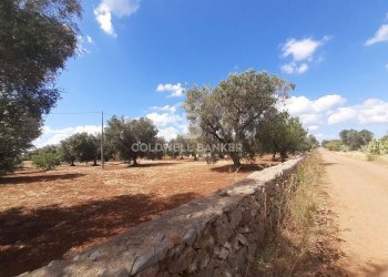 Foto 9 - Terreno agricolo Contrada Signoranna, San Vito dei Normanni - foto 9