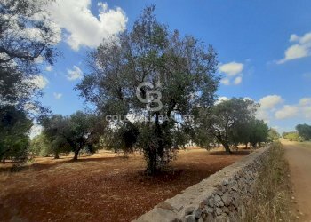 Foto 11 - Terreno agricolo Contrada Signoranna, San Vito dei Normanni - foto 11