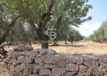 Foto 12 - Terreno agricolo Contrada Signoranna, San Vito dei Normanni - foto 12