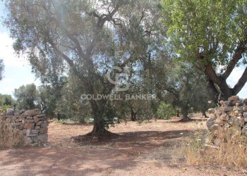 Foto 13 - Terreno agricolo Contrada Signoranna, San Vito dei Normanni - foto 13