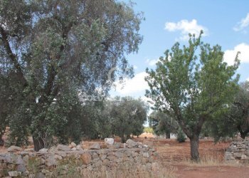 Foto 14 - Terreno agricolo Contrada Signoranna, San Vito dei Normanni - foto 14