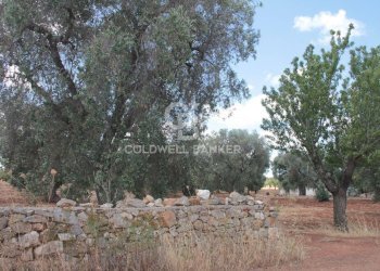 Foto 15 - Terreno agricolo Contrada Signoranna, San Vito dei Normanni - foto 15