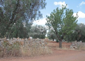 Foto 16 - Terreno agricolo Contrada Signoranna, San Vito dei Normanni - foto 16