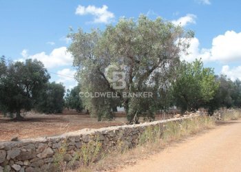 Foto 17 - Terreno agricolo Contrada Signoranna, San Vito dei Normanni - foto 17