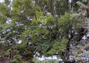 Foto 49 - Baita C.da Calongo
 
34, Cisternino - foto 49