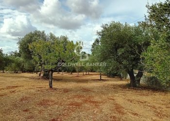 Foto 51 - Baita C.da Calongo
 
34, Cisternino - foto 51