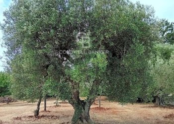 Foto 52 - Baita C.da Calongo
 
34, Cisternino - foto 52