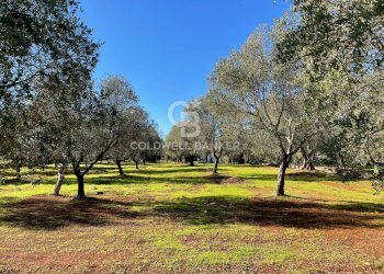 Foto 23 - Baita C.da Fedele Piccolo
 
snc, Ceglie Messapica - foto 23