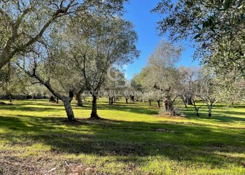 Foto 26 - Baita C.da Fedele Piccolo
 
snc, Ceglie Messapica - foto 26