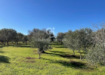 Foto 28 - Baita C.da Fedele Piccolo
 
snc, Ceglie Messapica - foto 28