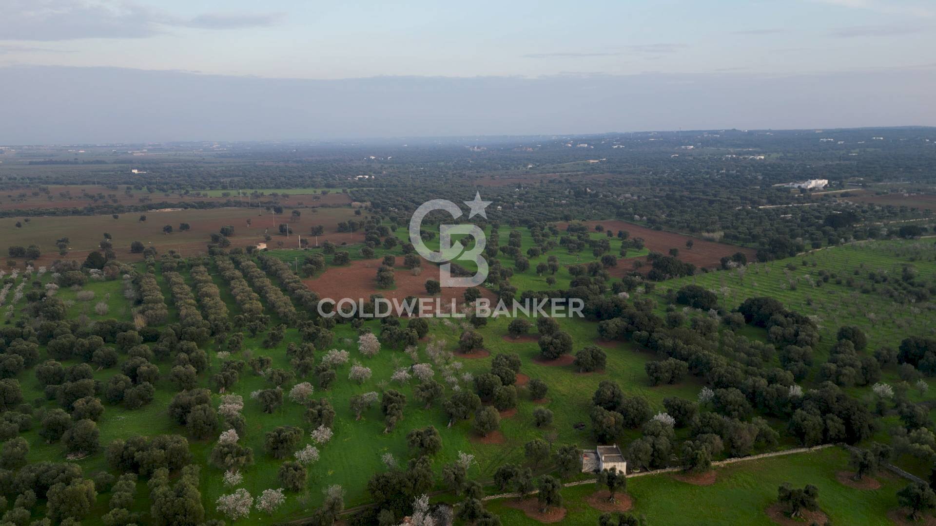 Foto 3 - Agricultural land Contrada Boezio - Calcagni
 
sn, Ostuni - photo 3