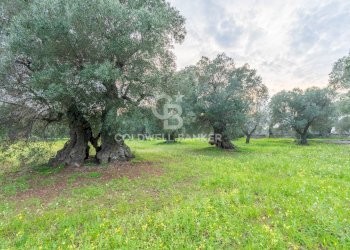 Foto 6 - Agricultural land Contrada Boezio - Calcagni
 
sn, Ostuni - photo 6