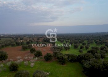 Foto 16 - Agricultural land Contrada Boezio - Calcagni
 
sn, Ostuni - photo 15