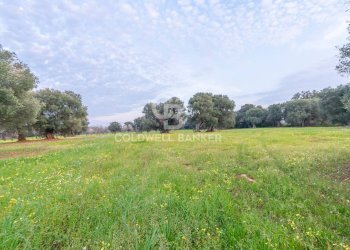 Foto 37 - Agricultural land Contrada Boezio - Calcagni
 
sn, Ostuni - photo 36