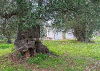 Foto 10 - Rustico Contrada Boezio - Calcagni
 
sn, Ostuni - foto 10