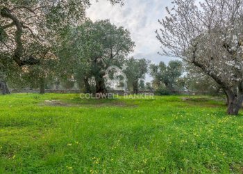 Foto 13 - Rustico Contrada Boezio - Calcagni
 
sn, Ostuni - foto 13
