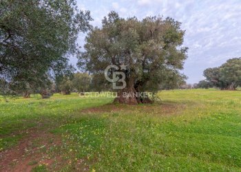 Foto 14 - Rustico Contrada Boezio - Calcagni
 
sn, Ostuni - foto 14