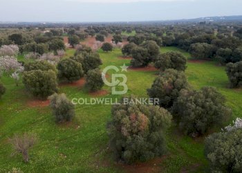 Foto 19 - Rustico Contrada Boezio - Calcagni
 
sn, Ostuni - foto 19